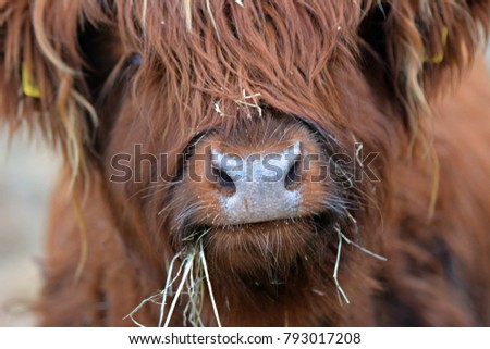 Highland bull in the pasture