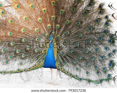 blue green peacock dancing