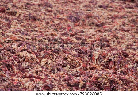Abstract Red Orange Seaweed Background