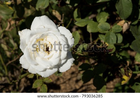 Closeup white rose on tree, Pure love concepts, First love concepts, Macro images