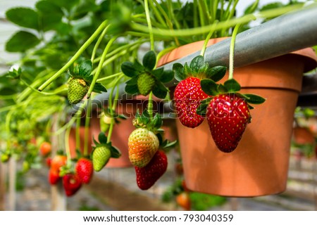 Strawberry in the pots, Cameron Highlands Royalty-Free Stock Photo #793040359