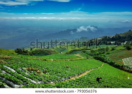Look down from high hill, A beautiful green valley,Plant on mountain.