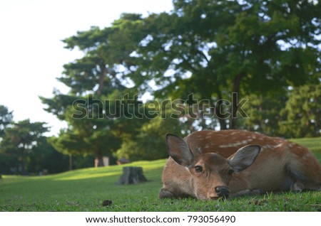 In the warm park, a deer is resting. I dream of a peaceful and relaxed life like this deer. Someone will see the picture and think the same as me.