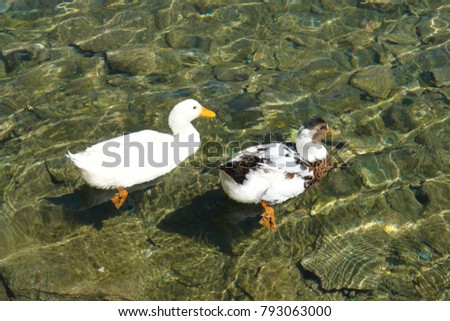 Photo of ducks swim in clear waters
