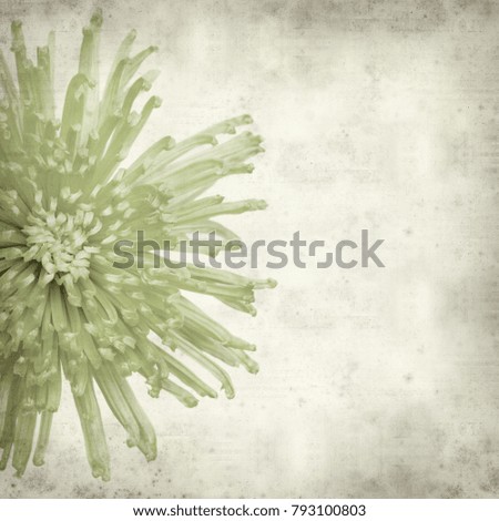 textured old paper background with light green spider Chrysanthemum flower