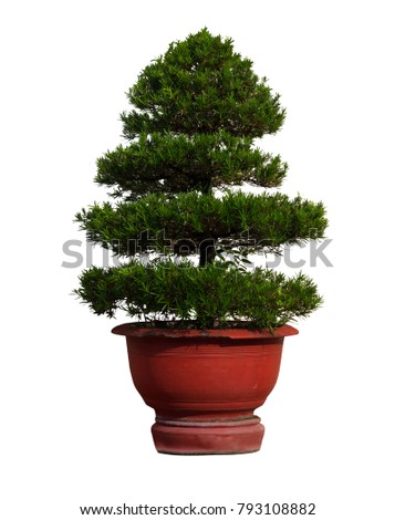 Green tree on clay pot isolate on white background and clipping path Royalty-Free Stock Photo #793108882