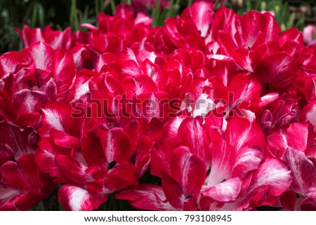 Bright, attractive, beautiful, blooming, red tulips. A lot of tulips
