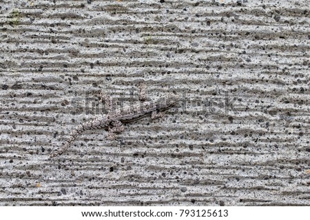 House lizard disguise the wall. Island Bali, Indonesia Royalty-Free Stock Photo #793125613