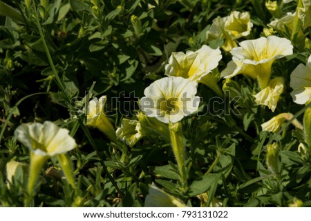 Closeup Petunia flowers, Macro images