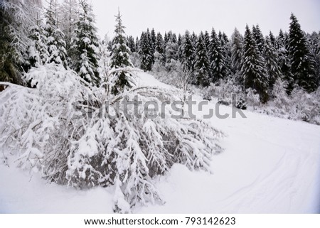 Woods and mountains whitened by the snow  