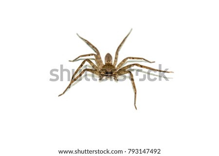 Spider on white background with soft shadow.