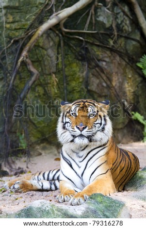 Tiger animal