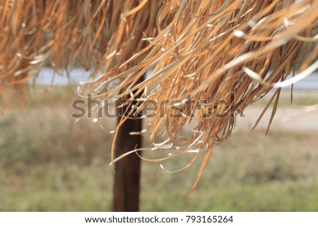 The dried grass leaves roof