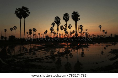 Silhouette picture of Sugar palm at sunset
