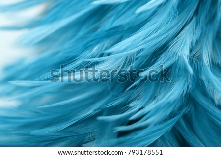 Blue chicken feathers in soft and blur style for background