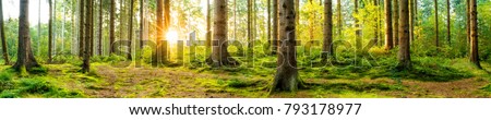 Panorama of a beautiful forest at sunrise Royalty-Free Stock Photo #793178977