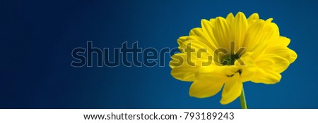 Beautiful yellow flower closeup on blue background with free space for labels