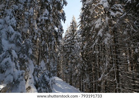 Carpathian mountains in winter