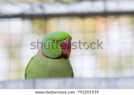 Green parrot looking camera.