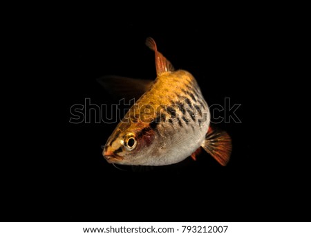 Aquarium fish, isolated