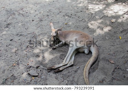 Kangaroo in zoo