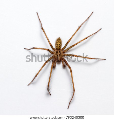 Giant House Spider- Tegeneria gigantea - in the bath  Royalty-Free Stock Photo #793240300