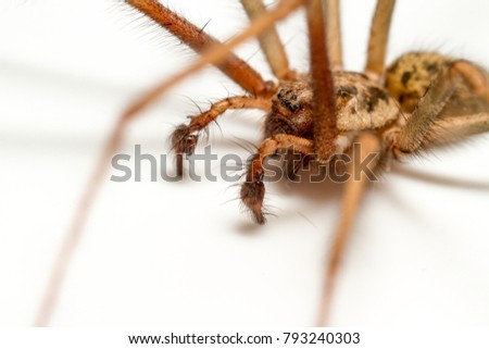 Giant House Spider- Tegeneria gigantea - in the bath  Royalty-Free Stock Photo #793240303