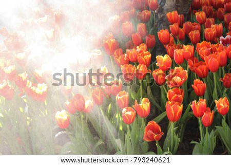 fresh red tulips flower at foggy steam garden