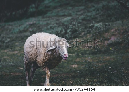 A sheep is walking to find feed.