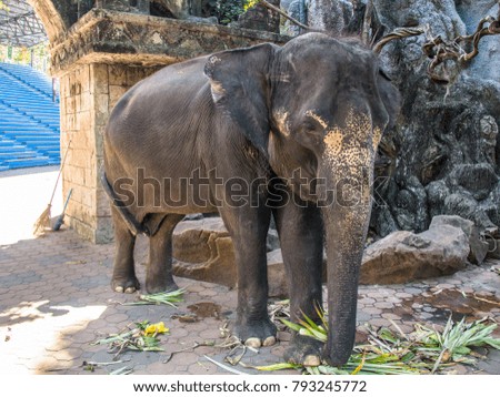 elephants in zoo 