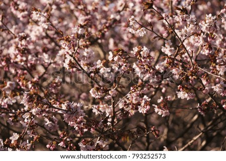 Sakura cherry tree blossom in spring morning