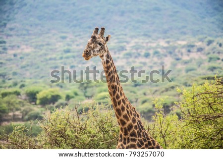 Male giraffe at Serengeti National Park in Tanzania. African safari, wild animals, Tanzania