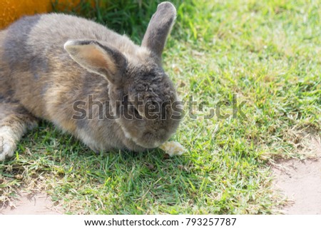 Rabbit on the green grass in the sunny day.