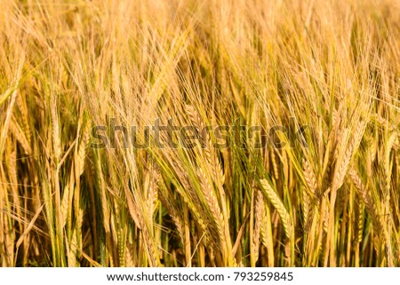 Close up on wheat field during sunset. Fresh growing organic wheat ready for harvest. fills entire image. Golden color. Field in countryside of czech republic.
