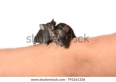 two black mice sitting on a arm - isolated on white
