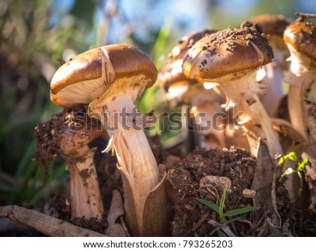 small Agaricus bisporus mushrooms growing in the forest