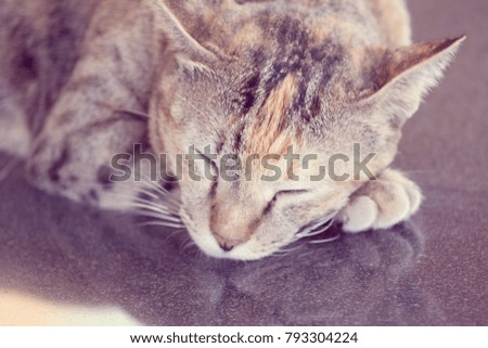 Brown cat sleeping on floor 