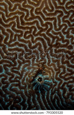 A fish resting on brain coral near his hole