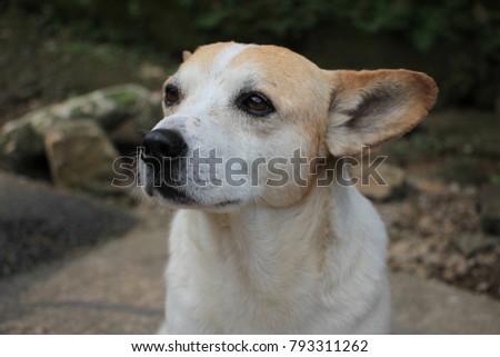 Sad white and brown stray dog standing on a road 