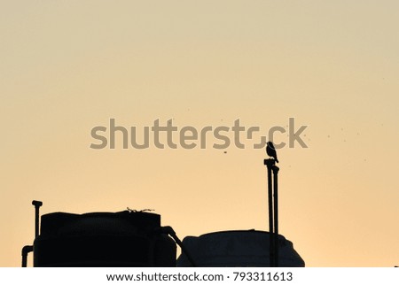 bird is sitting on pipe (evening background)