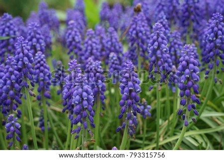 Grape Hyacinth,blue flowers, Beautiful blooming, Purple Flowers. (Soft Focus)