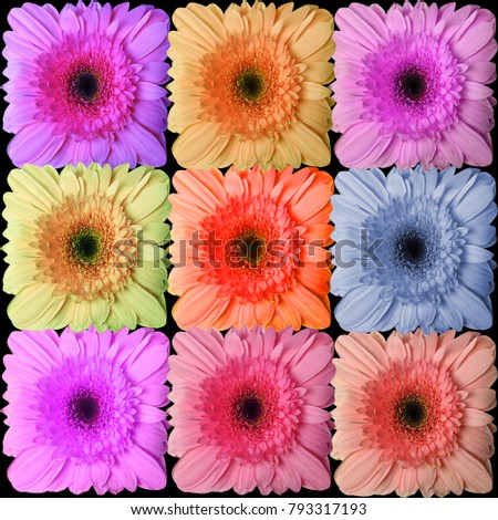 Flower of gerber daisy collection   