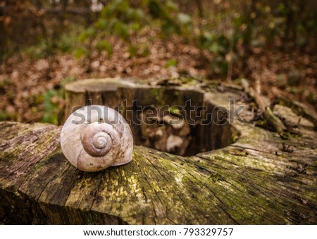 Ode to Fibonacci close up stock photography of a single empty snail shell standing on a snag of a tree in the deciduous forest in carpathians mountains