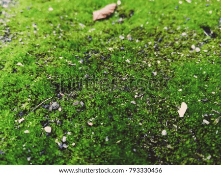 green moss close