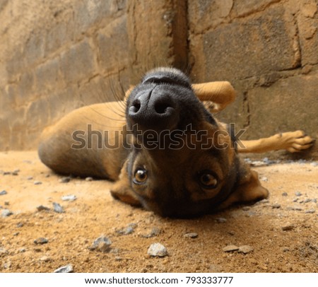 
Dog lying on his back on the floor