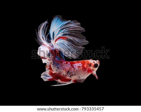 Multi color Siamese fighting fish(Rosetail)(Half Moon),fighting fish,Betta splendens,on black background,Betta Fancy Koi Half Moon Plakat