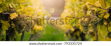White grape leaved for making Ice wine on Wachau valley, Austria Royalty-Free Stock Photo #793335724