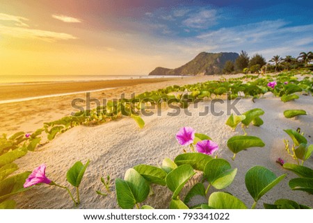 Ipomoea a beautiful sunrise over the beach and plenty of tropical warmth.