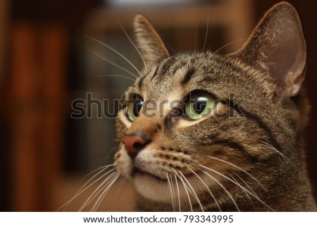Tiger Cat Portrait Picture