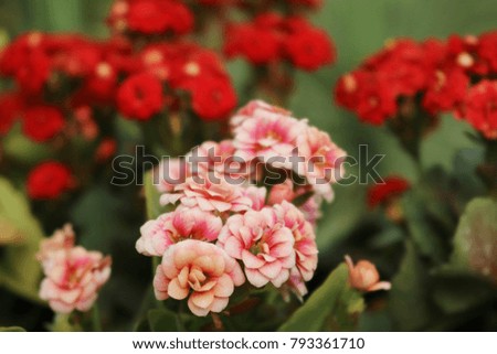 Red flower and bokeh background